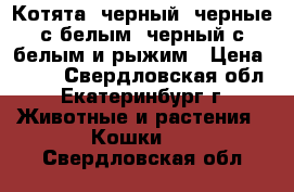 Котята: черный, черные с белым, черный с белым и рыжим › Цена ­ 350 - Свердловская обл., Екатеринбург г. Животные и растения » Кошки   . Свердловская обл.